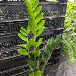 10" ZZ Plant