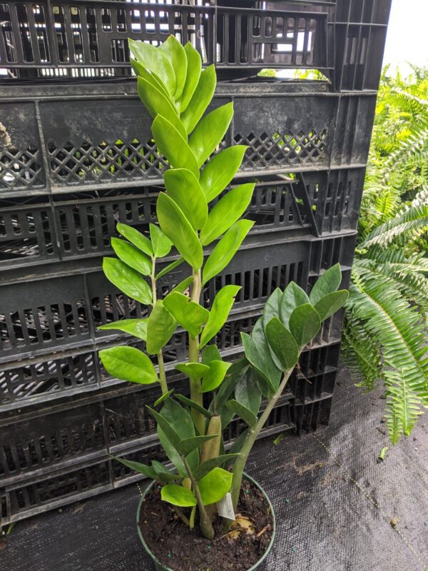 10" ZZ Plant