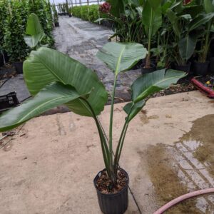 10" Bird of Paradise