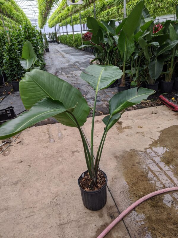 10" Bird of Paradise
