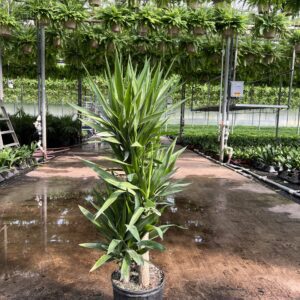 14" Yucca