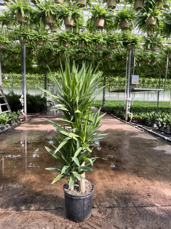 14" Yucca