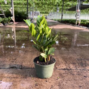 6" ZZ Plant