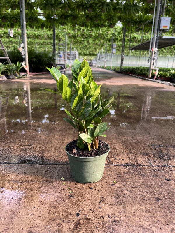 6" ZZ Plant