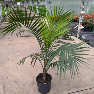 10" Majesty Palm