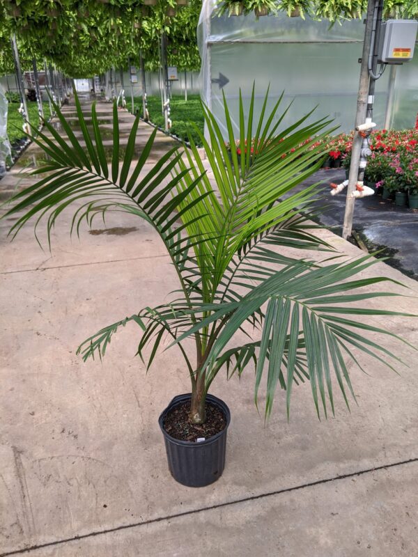 10" Majesty Palm