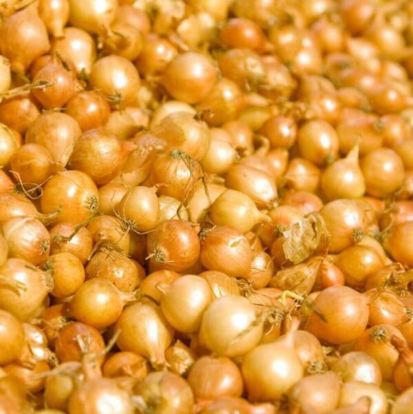 Onion Dutch Set 75 Bulbs/pkg