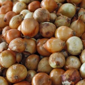 Onion Spanish Set 75 Bulbs/pkg