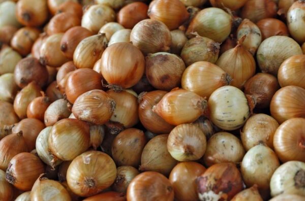 Onion Spanish Set 75 Bulbs/pkg
