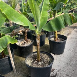 15gal Banana Plant