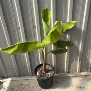 3gal Banana Plant
