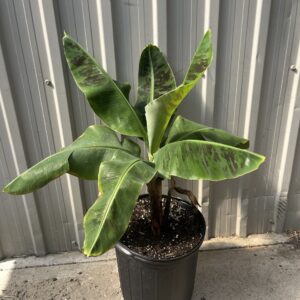 2gal Banana Plant