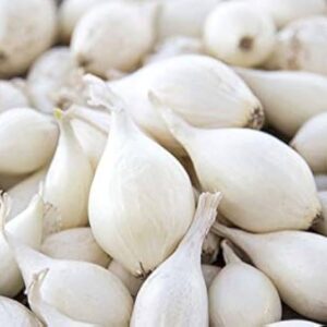 Onion White Set 75 Bulbs/pkg