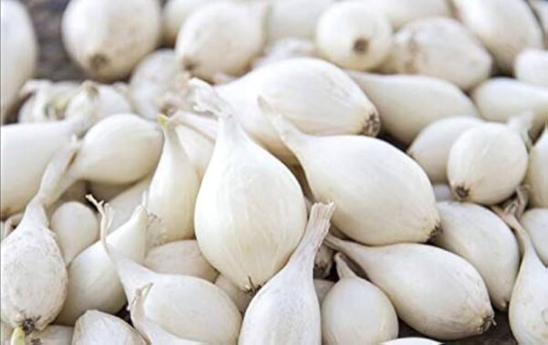 Onion White Set 75 Bulbs/pkg