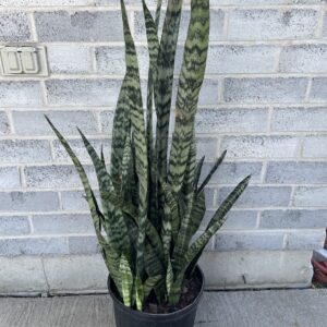 Snake Plant