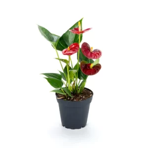 Anthurium