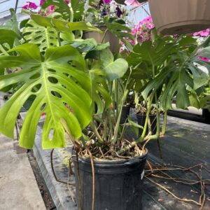 Monstera Large