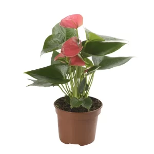Anthurium