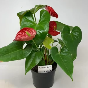 Anthurium