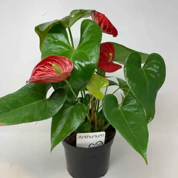 Anthurium