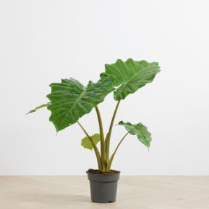 Alocasia - Porto Dora 6"