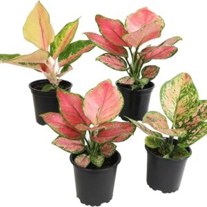 Assorted Aglaonema