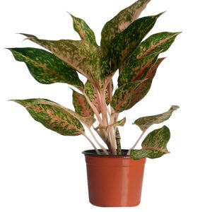 Assorted Aglaonema