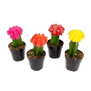 Grafted Cactus