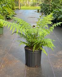 Australian Fern 6"