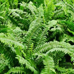 Boston Fern 10"
