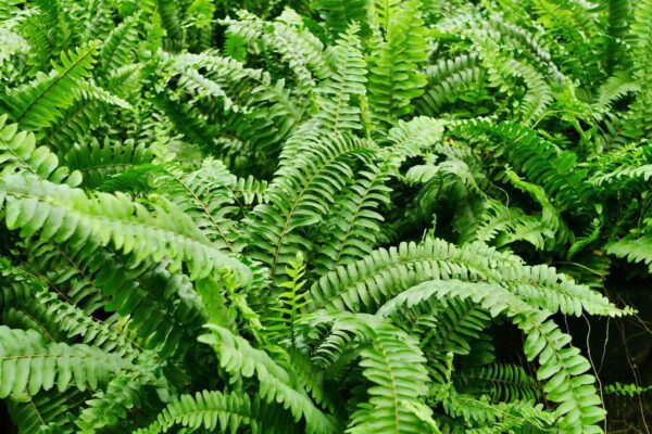 Boston Fern 10"