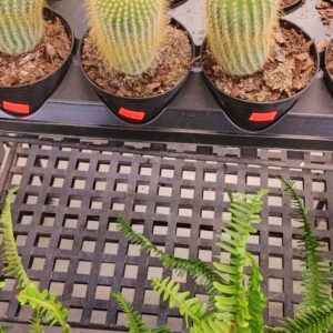 Cactus 4"