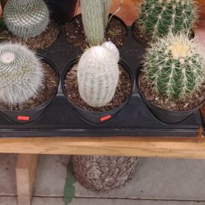 Cactus 6"