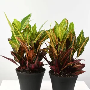 Croton Assortment 10"