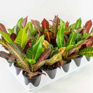 Croton Assortment 4"
