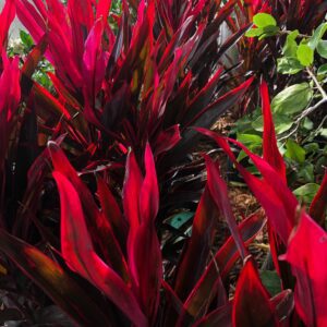 Dracaena - Cordyline Chilli Pepper 10"