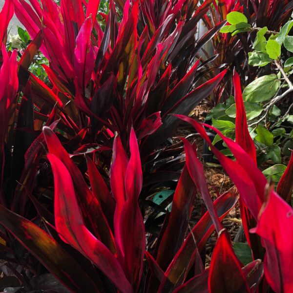 Dracaena - Cordyline Chilli Pepper 10"