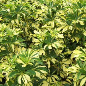Dracaena Cordyline Trinet 10"