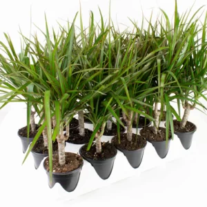 Dracaena - Marginata Branched 4"