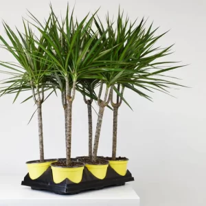 Dracaena - Marginata Branched 6"