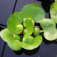 Dwarf Water Hyacinth