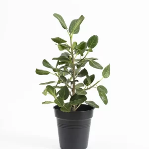 Ficus Audrey 8"