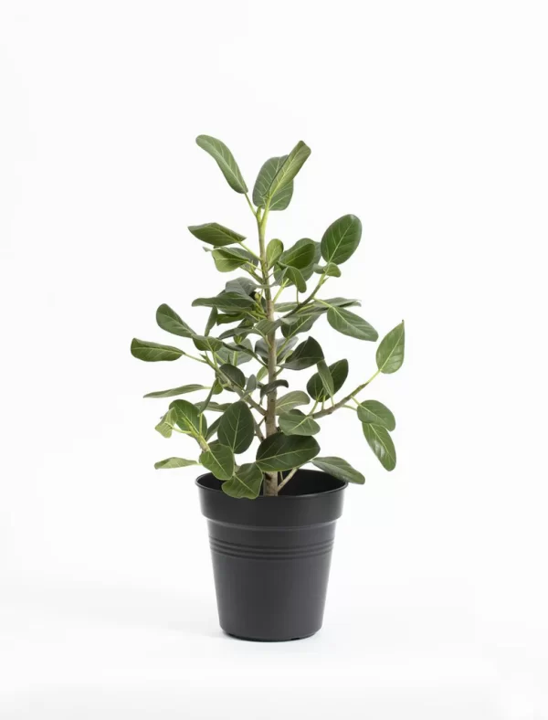 Ficus Audrey 8"