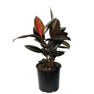 Ficus Burgundy 8"