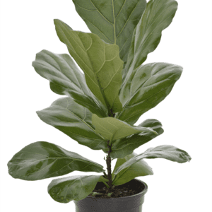 Ficus Lyrata 10"