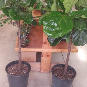 Ficus Standard 12"