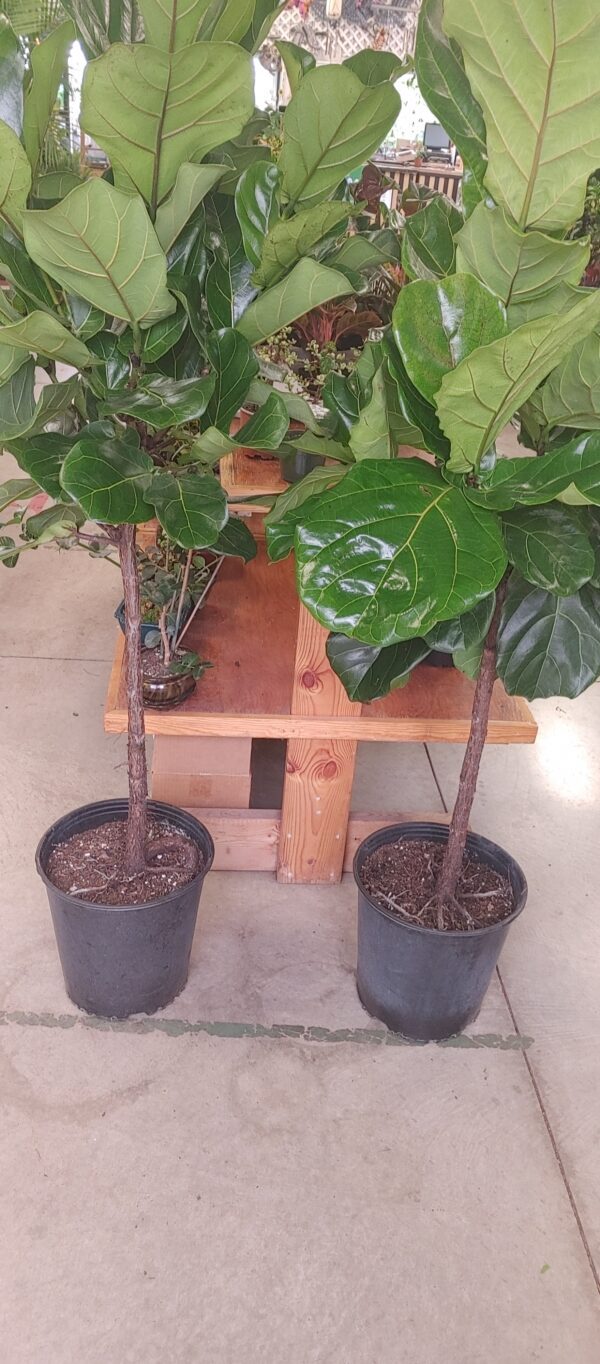 Ficus Standard 12"