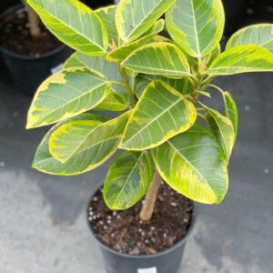 Ficus Yellow 8"