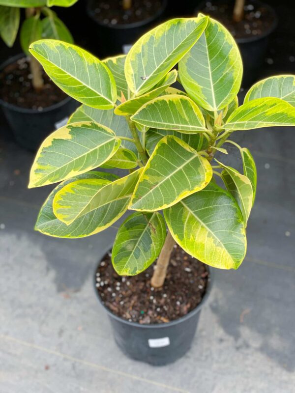 Ficus Yellow 8"