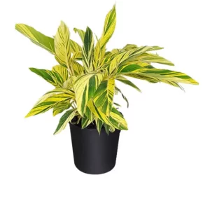Ginger Variegated 10"